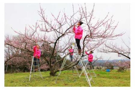 樹熟し 白桃 2kg 糖度15度以上 【極甘】 _S117