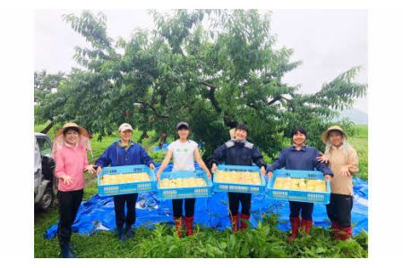 樹熟し 白桃 2kg 糖度15度以上 【極甘】 _S117