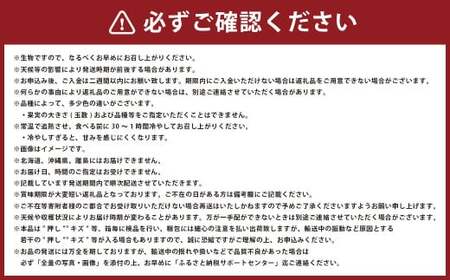 岡山 白桃 エース 4～8玉 計約1.2kg 岡山県産 【2025年7月上旬～8月下旬迄発送予定】 フルーツ 果物 くだもの モモ 桃 もも 冷蔵 国産