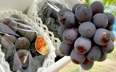 ぶどう 2026年 先行予約 ニュー ピオーネ 2房 合計1.2kg以上 ブドウ 葡萄  岡山県産 国産 フルーツ 果物 ギフト 河本農園 【2026年8月下旬発送予定】