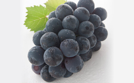 【4回定期便】 ニューピオーネ 晴王 紫苑 あたご梨 【2026年9月上旬より順次発送開始】 梨 葡萄 ブドウ ぶどう フルーツ 果物 ギフト 国産 岡山県産