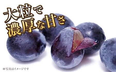 岡山県産 ニューピオーネ 約1.2kg（600g×2房） 【2026年8月下旬～9月下旬迄発送予定】 果物 くだもの フルーツ ぶどう ブドウ 葡萄
