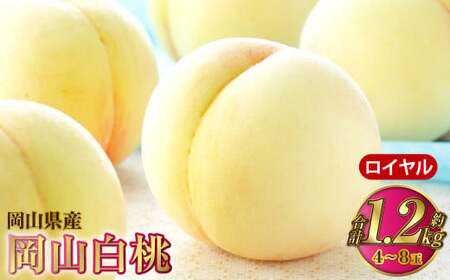 岡山白桃 ロイヤル 4～8玉 約1.2kg 岡山県産【2026年7月上旬～8月下旬発送予定】 白桃 桃 もも モモ