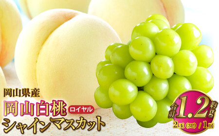 岡山県産 岡山白桃 ロイヤル 3Lサイズ 約300g×2玉・シャインマスカット 晴王 約600g×1房 詰合せ 【2026年7月上旬～8月下旬発送予定】 白桃 桃 もも モモ マスカット ぶどう 葡萄 ブドウ セット
