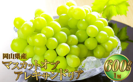 岡山県産 マスカット・オブ・アレキサンドリア 約600g（1房） 果物 フルーツ くだもの ぶどう ブドウ 葡萄 マスカット 冷蔵 国産 奈義町 【2026年6月下旬～7月下旬発送予定】 6,300円