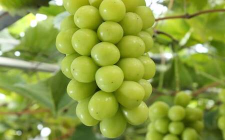 【4回定期便】 ニューピオーネ 晴王 紫苑 あたご梨 【2026年9月上旬より順次発送開始】 梨 葡萄 ブドウ ぶどう フルーツ 果物 ギフト 国産 岡山県産