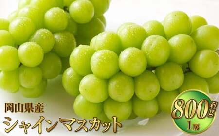 岡山県産 シャインマスカット 晴王 約800g（800g×1房） 【2026年8月下旬～11月下旬迄発送予定】 果物 くだもの フルーツ ぶどう ブドウ 葡萄 マスカット