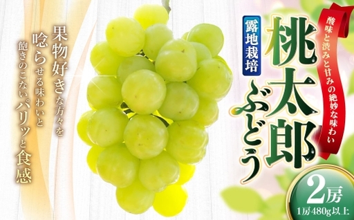 ブドウ太郎 岡山県産 桃太郎ぶどう 2房 （ 1房480g以上 ） 露地栽培 果物 くだもの