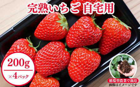 西粟倉村 完熟いちご 自宅用 800g(200g×4) M-FI-A11A | 岡山県西粟倉村