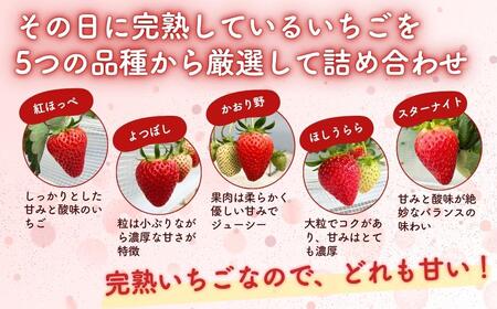 【3回定期便】西粟倉村  完熟いちご 自宅用 800g(200g×4)  M-FI-B04A