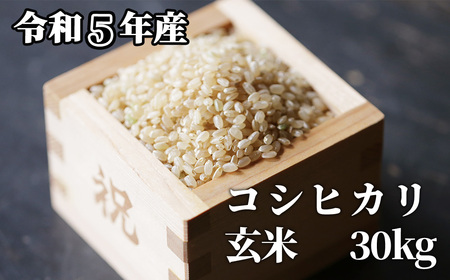 玄米 30kg 令和5年産 コシヒカリ 岡山 「おおがや米」生産組合 G-ad