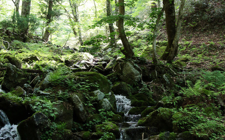 【令和8年産新米・先行予約】あわくら源流米 コシヒカリ 玄米 30kg｜西粟倉村産・昼夜寒暖差が育む甘み｜ふるさと納税 K-ad-AFZA