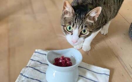 森のジビエ for PET 鹿肉ミンチ(小分けパック) 1kg ペットフード 犬 猫 A-JK-A08A