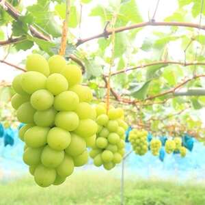 〈2026年発送先行予約〉シャインマスカット5kg以上(7～8房)【贈答品】岡山県久米南町産【配送不可地域：離島・北海道・沖縄県】【1016882】