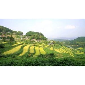 久米南産　山田錦　山廃純米酒　桃太郎　鬼退治　300ml　3本【1109200】