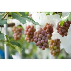 【岡山県産】QUEEN27　2021Vintage　白ワイン【1522056】