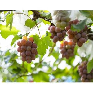 【岡山県産】 QUEEN27 2022　ハーフボトル　白ワイン【1599781】