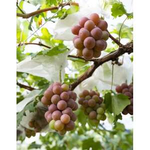 【岡山県産】 QUEEN27 2022　ハーフボトル　白ワイン【1599781】