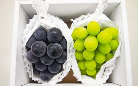 大粒 ぶどう 2種 セット シャインマスカット他 2房 計約1.2kg 【2025年10月上旬～12月上旬発送予定】 ／  シャインマスカット マスカット 葡萄 ブドウ 種無し 種なし