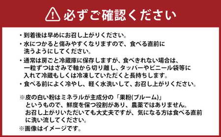大粒 ぶどう 2種 セット シャインマスカット他 2房 計約1.2kg 【2025年10月上旬～12月上旬発送予定】 ／  シャインマスカット マスカット 葡萄 ブドウ 種無し 種なし