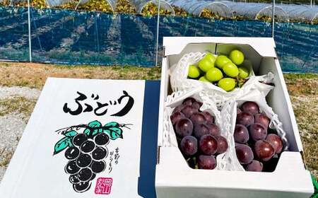 訳あり シャインマスカットとピオーネ 詰合せ 3～4房 計約1.8kg ご家庭用 【2025年10月上旬～12月上旬発送予定】 ／ マスカット ピオーネ 葡萄 ブドウ 種無し 種なし