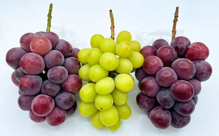 訳あり シャインマスカットとピオーネ 詰合せ 3～4房 計約1.8kg ご家庭用 【2025年10月上旬～12月上旬発送予定】 ／ マスカット ピオーネ 葡萄 ブドウ 種無し 種なし