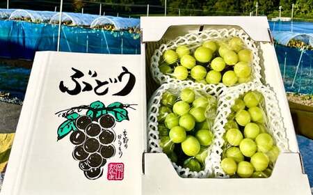 訳あり シャインマスカット 2~4房 計約1.5kg ご家庭用 【2025年10月上旬~12月上旬発送予定】 / マスカット 葡萄 ブドウ 種無し 種なし