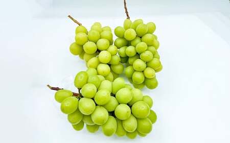 訳あり シャインマスカット 2~4房 計約1.5kg ご家庭用 【2025年10月上旬~12月上旬発送予定】 / マスカット 葡萄 ブドウ 種無し 種なし