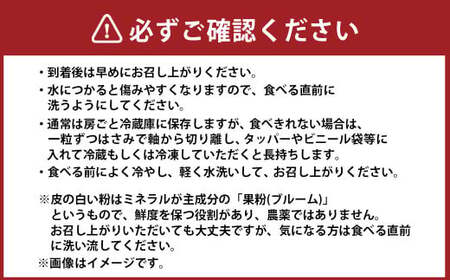 訳あり シャインマスカット 2~4房 計約1.5kg ご家庭用 【2025年10月上旬~12月上旬発送予定】 / マスカット 葡萄 ブドウ 種無し 種なし