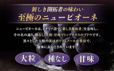 【定期便3回】 ［種なし］ 岡山県産 ニューピオーネ ・ クイーンニーナ ・ シャインマスカット 1kg箱（2房入り）【2026年8月下旬発送開始】 ／ ぶどう ブドウ 葡萄 大粒 種なし 種無し フルーツ 果物 くだもの 果実