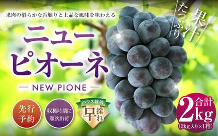 ニューピオーネ 2kg 早採れ(ハウス栽培) ぶどう 葡萄 フルーツ 果物 岡山県 岡山県産 2026年 先行予約 【2026年7月上旬-7月下旬発送予定】