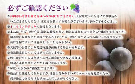 ニューピオーネ 2kg 早採れ(ハウス栽培) ぶどう 葡萄 フルーツ 果物 岡山県 岡山県産 2026年 先行予約 【2026年7月上旬-7月下旬発送予定】