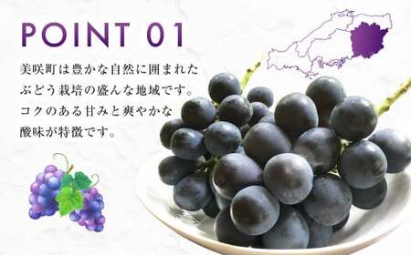 ニューピオーネ 2kg 早採れ(ハウス栽培) ぶどう 葡萄 フルーツ 果物 岡山県 岡山県産 2026年 先行予約 【2026年7月上旬-7月下旬発送予定】