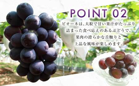 ニューピオーネ 2kg 早採れ(ハウス栽培) ぶどう 葡萄 フルーツ 果物 岡山県 岡山県産 2026年 先行予約 【2026年7月上旬-7月下旬発送予定】