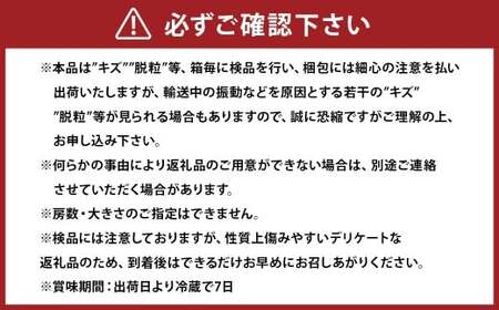 オーロラブラック 2kg ぶどう 葡萄 フルーツ 果物 岡山県 岡山県産 2026年 先行予約 【2026年8月上旬-9月下旬発送予定】