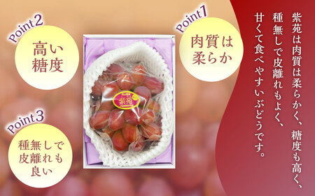 紫苑 1房(700g以上) 化粧箱入り 【2026年10月下旬~11月下旬まで発送予定】 / 葡萄 ぶどう 果物 果実 フルーツ 種なし 岡山県 美咲町 冷蔵