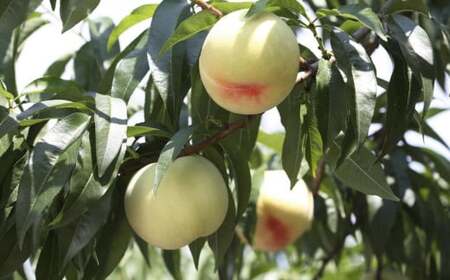 白桃 6玉 （1.5kg以上） 等級 ： ロイヤル 化粧箱入り 【2026年7月上旬～8月上旬迄発送予定】 ／ 桃 もも モモ はくとう 果物 くだもの フルーツ 果実 デザート 冷蔵