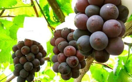 ぶどう 2026年 先行予約 ニュー ピオーネ 1房 600g以上 【2026年8月下旬~9月下旬 発送予定】 ブドウ 葡萄 岡山県産 国産 フルーツ 果物 ギフト 環山堂 くだもの お取り寄せ 贈り物 ギフト 国産