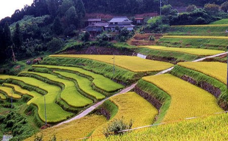 棚田百選 美咲町「小山の棚田米」10kg