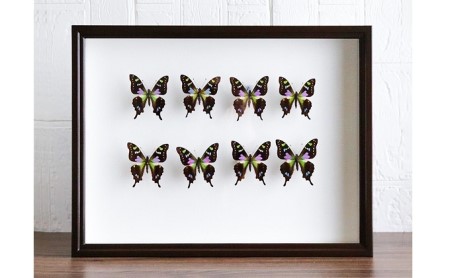 昆虫標本 箱 （ドイツ箱）ミイロタイマイ蝶８頭入れ 昆虫 標本 蝶