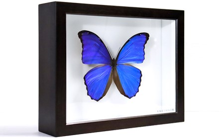 蝶　標本箱(ドイツ製)　セット⑰標本