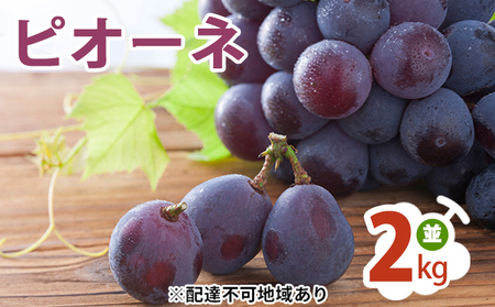 ピオーネ 2kg  （並） ぶどう 葡萄 フルーツ 果物 岡山県 岡山県産 2024年 先行予約