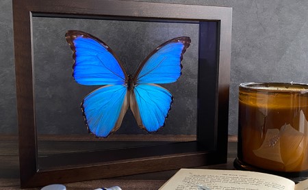 昆虫標本 FlyingMorphoButterfly 空を翔ぶ宝石 モルフォ蝶 | 岡山県