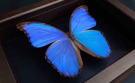 昆虫標本 FlyingMorphoButterfly 空を翔ぶ宝石 モルフォ蝶 | 岡山県