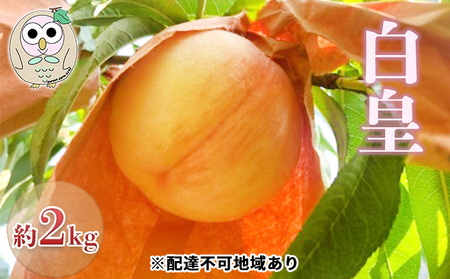 桃 白桃 白皇 約2kg 5～8玉 もも フルーツ 果物 岡山 美咲町産