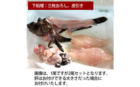 【三枚おろし（刺身用）】【先行予約】活き締めオコゼ2尾セット（2人前）ポン酢付き 虎魚 おこぜ 薄造り 唐揚げ