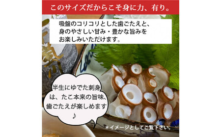 活き締め真たこ1ぱい約1kg　レシピ付き 蛸 生 刺身