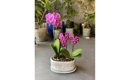 胡蝶蘭アレンジメント