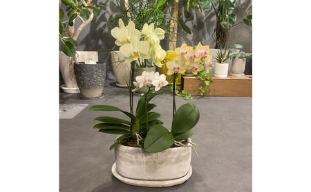 胡蝶蘭アレンジメント