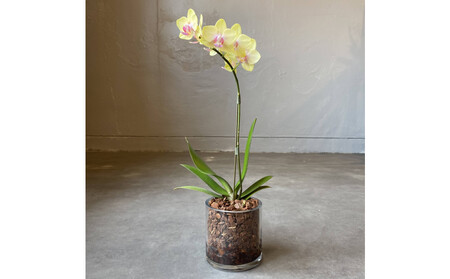 マイクロ胡蝶蘭